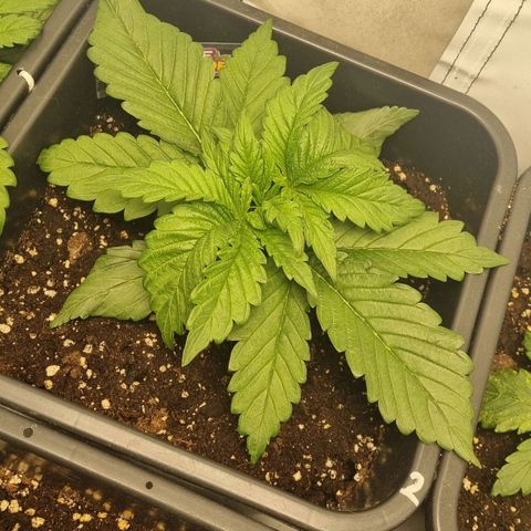 Purple Lemonade Autoflower  #2 growlog timeline photo