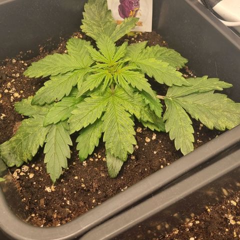 Gorilla Glue Autoflower #1 growlog timeline photo