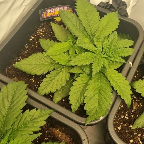 Purple Lemonade Autoflower  #1 growlog photo