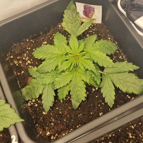 Gorilla Glue Autoflower #1 growlog timeline photo