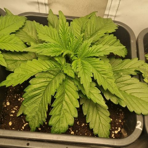 Purple Lemonade Autoflower  #2 growlog timeline photo