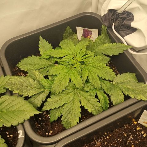 Gorilla Glue Autoflower #1 growlog timeline photo