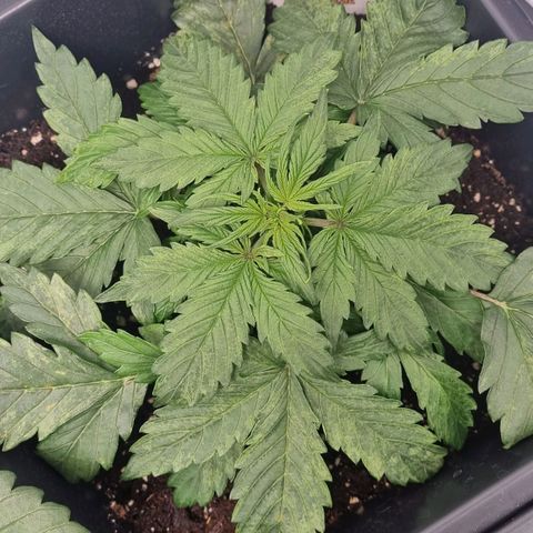 Gorilla Glue Autoflower #1 growlog timeline photo