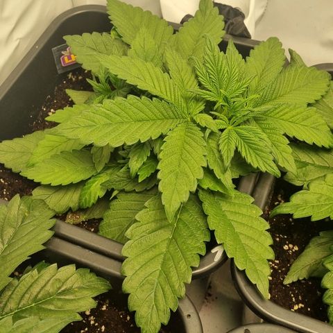 Purple Lemonade Autoflower  #1 growlog timeline photo