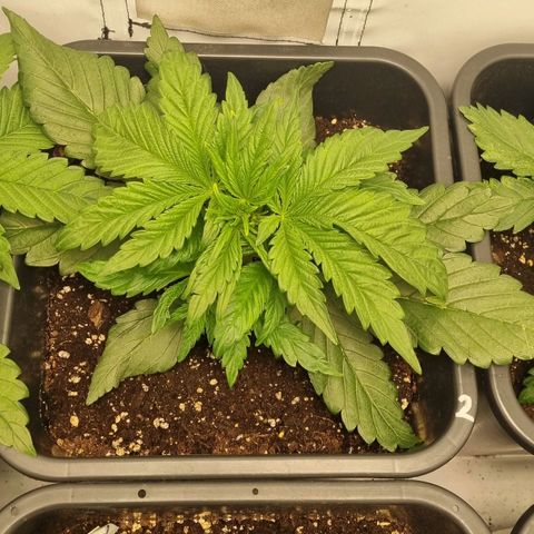 Purple Lemonade Autoflower  #2 growlog timeline photo