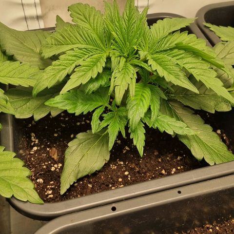 Purple Lemonade Autoflower  #2 growlog timeline photo