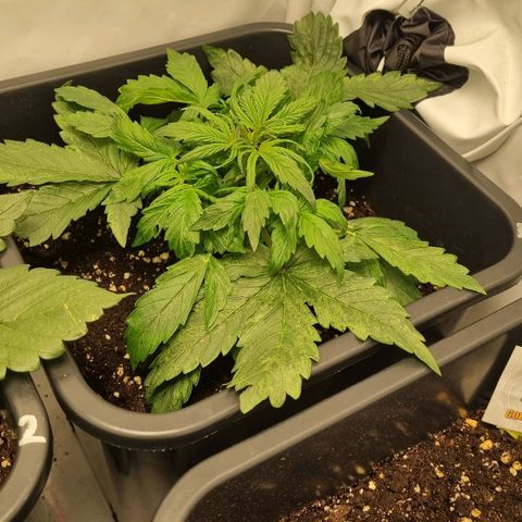 Gorilla Glue Autoflower #1 growlog timeline photo