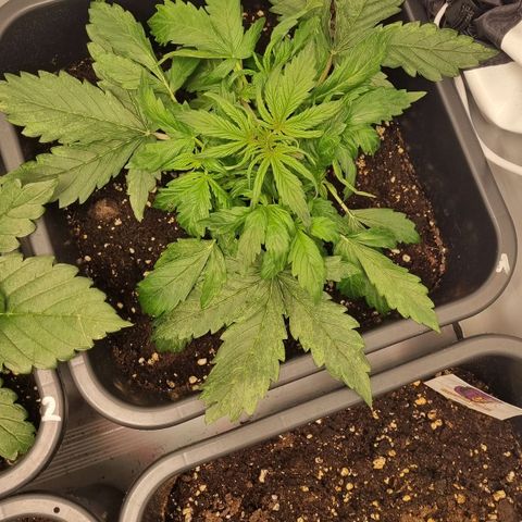 Gorilla Glue Autoflower #1 growlog timeline photo