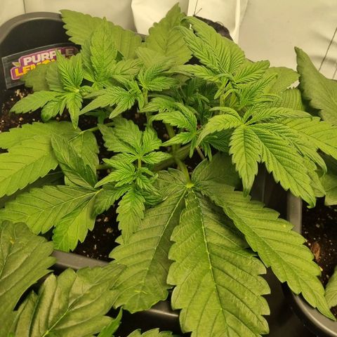 Purple Lemonade Autoflower  #1 growlog timeline photo