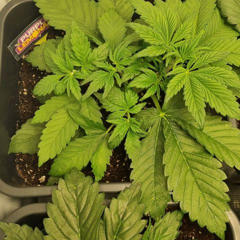 Purple Lemonade Autoflower  #1 growlog timeline photo