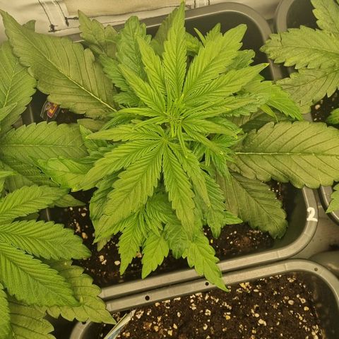 Purple Lemonade Autoflower  #2 growlog timeline photo