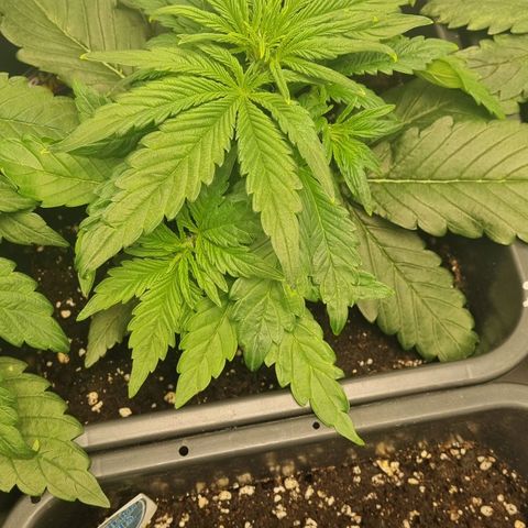 Purple Lemonade Autoflower  #2 growlog timeline photo