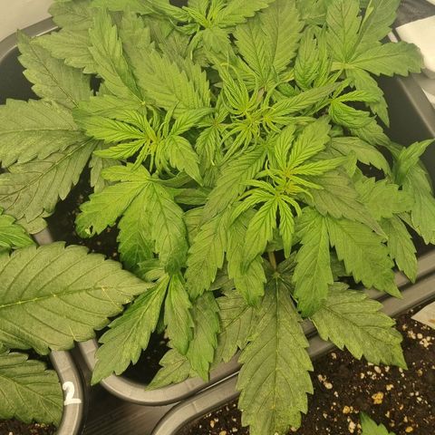 Gorilla Glue Autoflower #1 growlog timeline photo