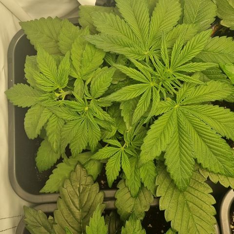 Purple Lemonade Autoflower  #1 growlog timeline photo