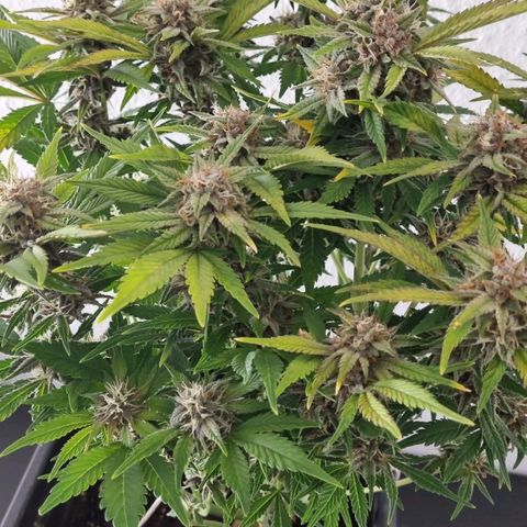 Purple Lemonade Autoflower  #1 growlog timeline photo