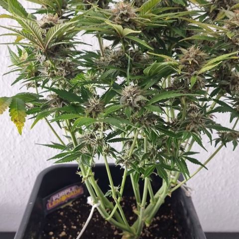 Purple Lemonade Autoflower  #1 growlog timeline photo