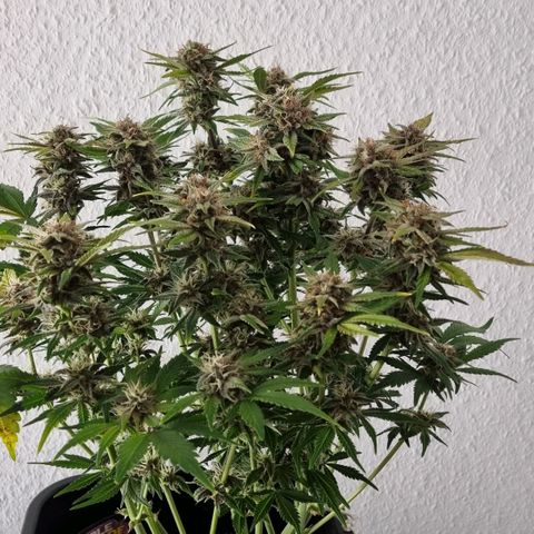 Purple Lemonade Autoflower  #1 growlog timeline photo