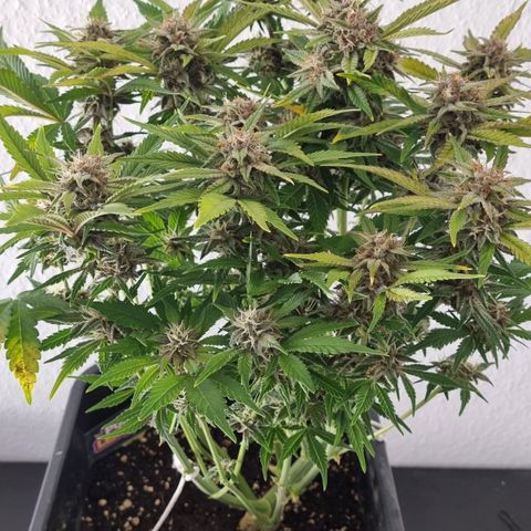 Purple Lemonade Autoflower  #1 growlog timeline photo