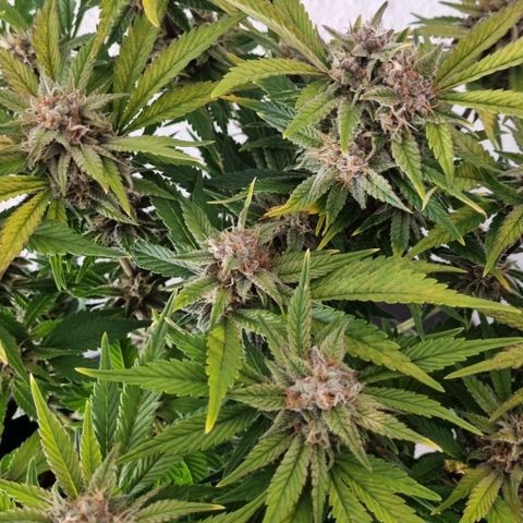 Purple Lemonade Autoflower  #1 growlog timeline photo