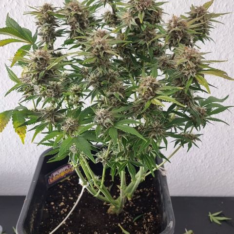 Purple Lemonade Autoflower  #1 growlog timeline photo