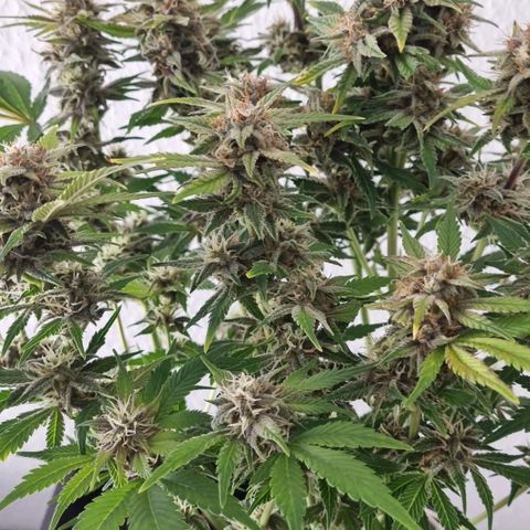 Purple Lemonade Autoflower  #1 growlog timeline photo