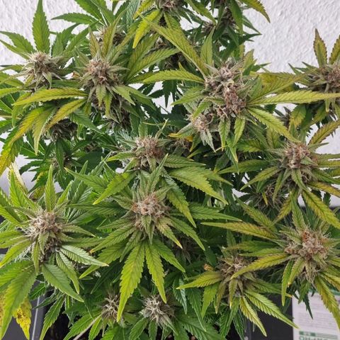 Purple Lemonade Autoflower  #1 growlog timeline photo