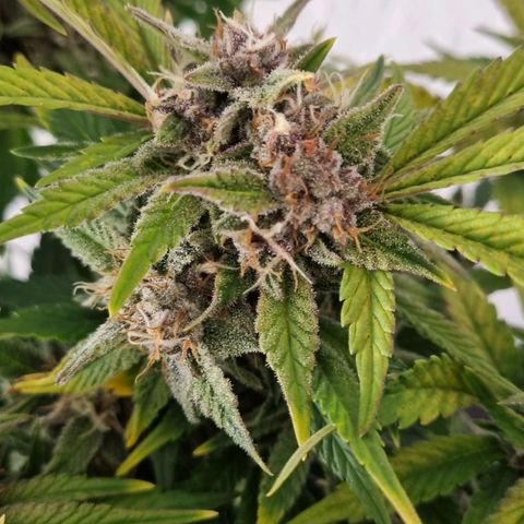 Purple Lemonade Autoflower  #1 growlog timeline photo