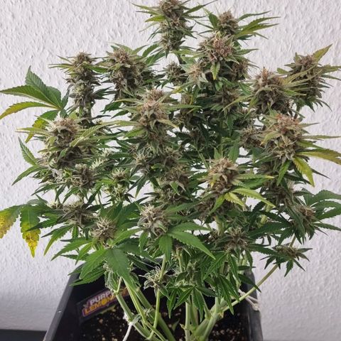 Purple Lemonade Autoflower  #1 growlog timeline photo
