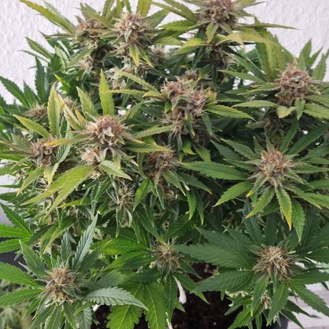 Purple Lemonade Autoflower  #2 growlog timeline photo