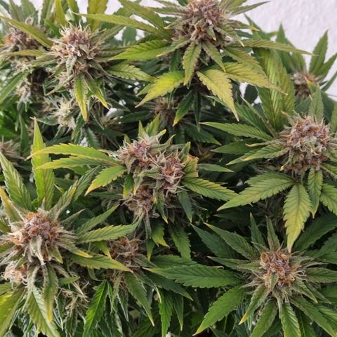 Purple Lemonade Autoflower  #2 growlog timeline photo