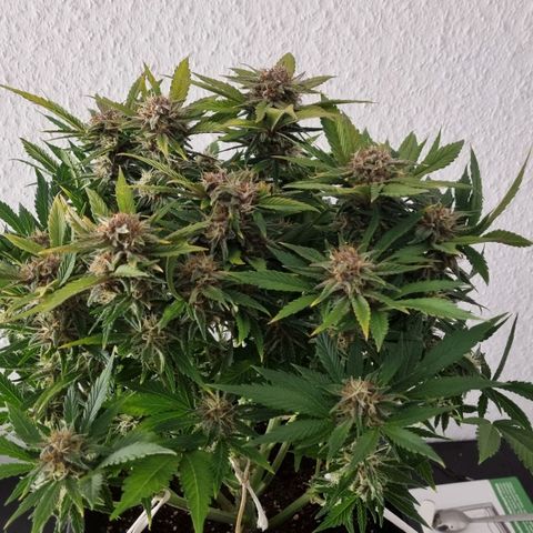 Purple Lemonade Autoflower  #2 growlog timeline photo