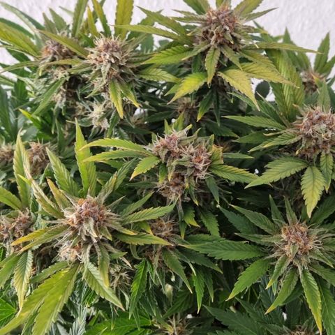Purple Lemonade Autoflower  #2 growlog timeline photo