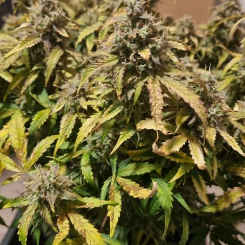 Gorilla Glue Autoflower #1 growlog timeline photo