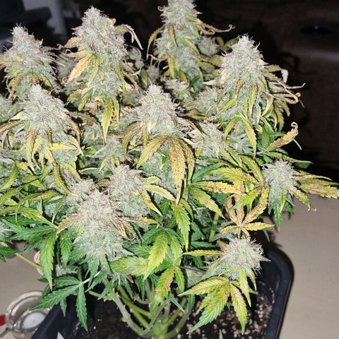Gorilla Glue Autoflower #1 growlog timeline photo
