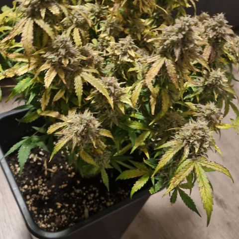 Gorilla Glue Autoflower #1 growlog timeline photo