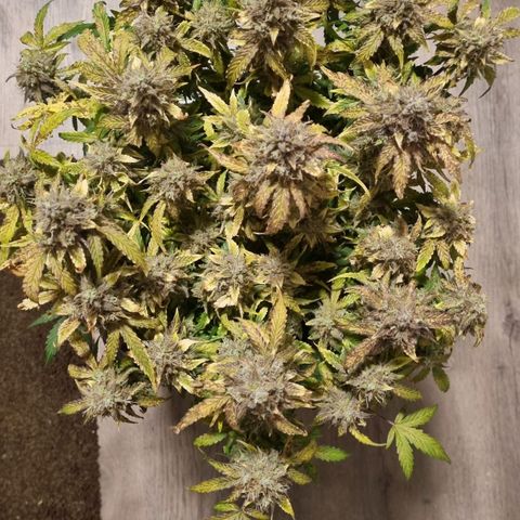 Gorilla Glue Autoflower #1 growlog timeline photo