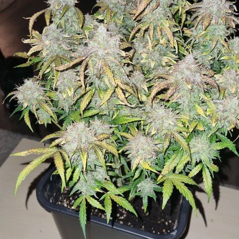 Gorilla Glue Autoflower #1 growlog timeline photo