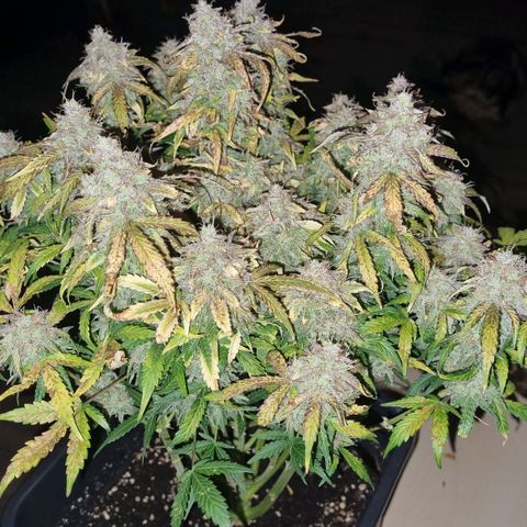 Gorilla Glue Autoflower #1 growlog timeline photo
