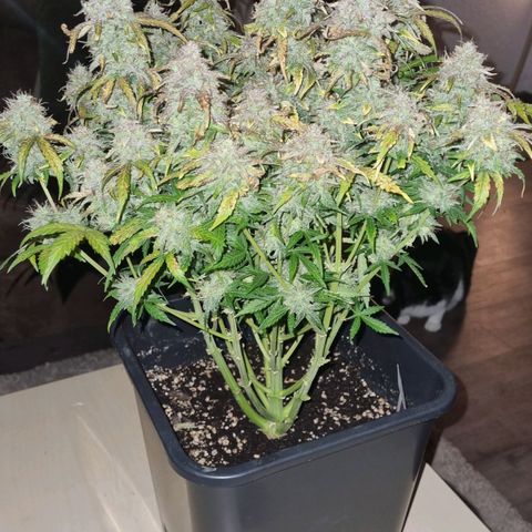 Gorilla Glue Autoflower #1 growlog timeline photo