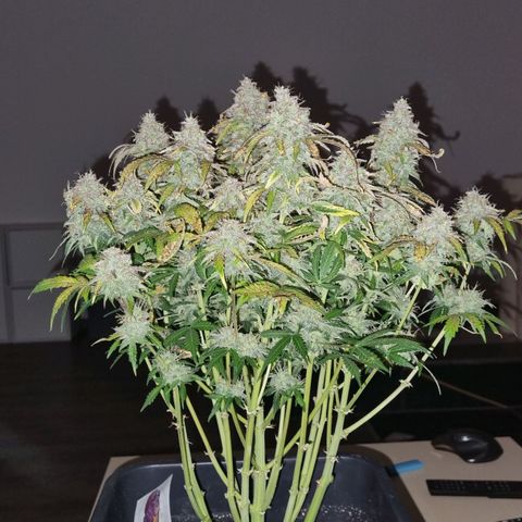 Gorilla Glue Autoflower #1 growlog timeline photo