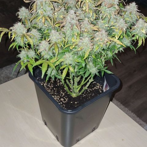 Gorilla Glue Autoflower #1 growlog timeline photo