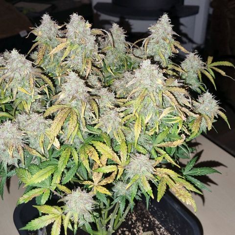 Gorilla Glue Autoflower #1 growlog timeline photo
