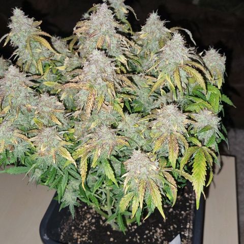 Gorilla Glue Autoflower #1 growlog timeline photo