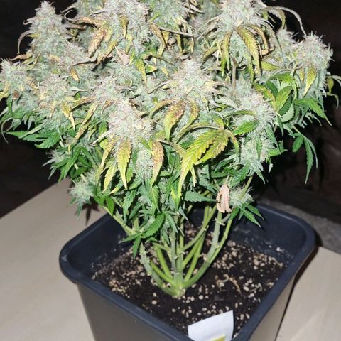 Gorilla Glue Autoflower #1 growlog timeline photo