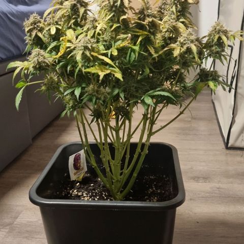 Gorilla Glue Autoflower #1 growlog timeline photo