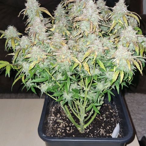 Gorilla Glue Autoflower #1 growlog timeline photo