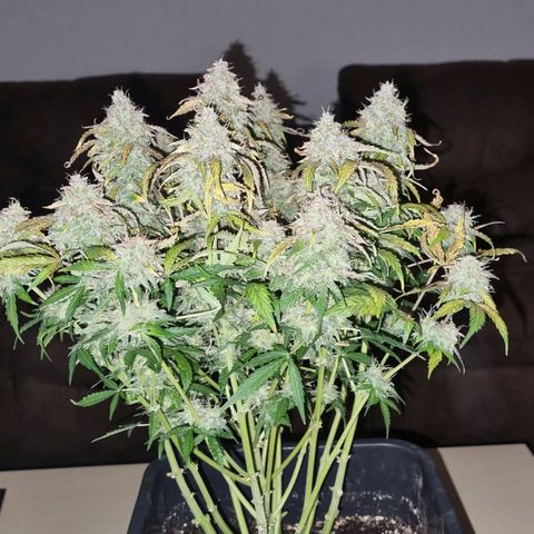 Gorilla Glue Autoflower #1 growlog timeline photo