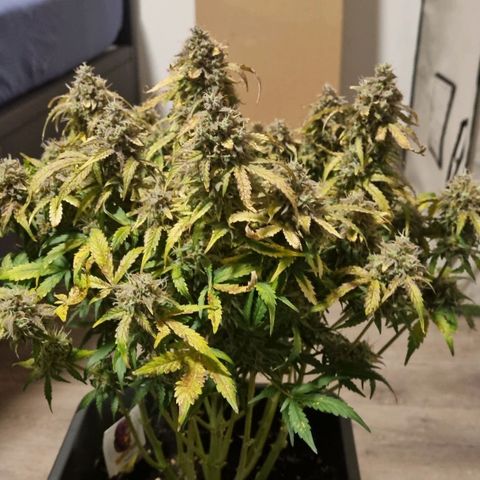Gorilla Glue Autoflower #1 growlog timeline photo