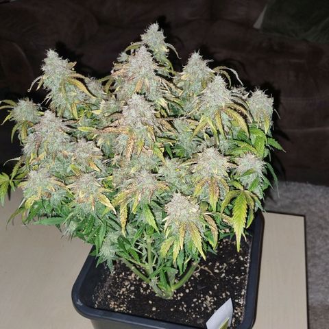 Gorilla Glue Autoflower #1 growlog timeline photo