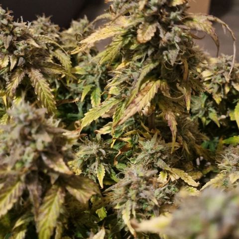 Gorilla Glue Autoflower #1 growlog timeline photo